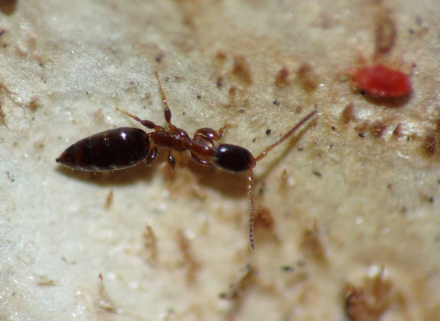 Bethylidae minuscolo